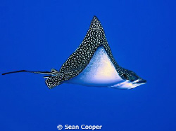 Spotted eagle ray, taken at the corner of Ras Um Sid. Can... by Sean Cooper 